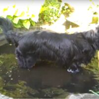 Euer Teich ist mein Pool