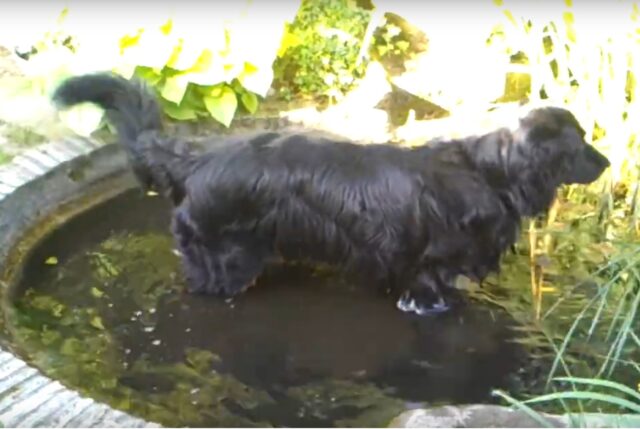 Euer Teich ist mein Pool
