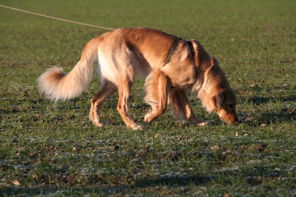 Fährtenseminar mit Bellis