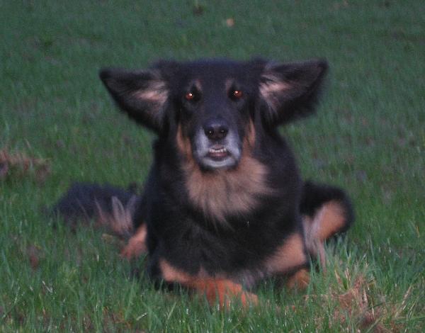 Höllenhunde im Orkan