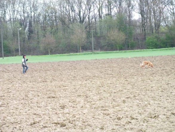 Frühjahrsprüfung beim DVG mit Bellis