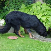 Alwin kommt zu Besuch