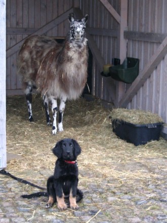 Amelie und das Punk-Lama