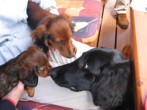 Zu Besuch bei Anastasia (Pepper)