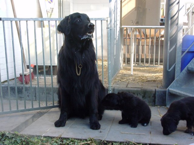 Papa Bartok kommt zu Besuch