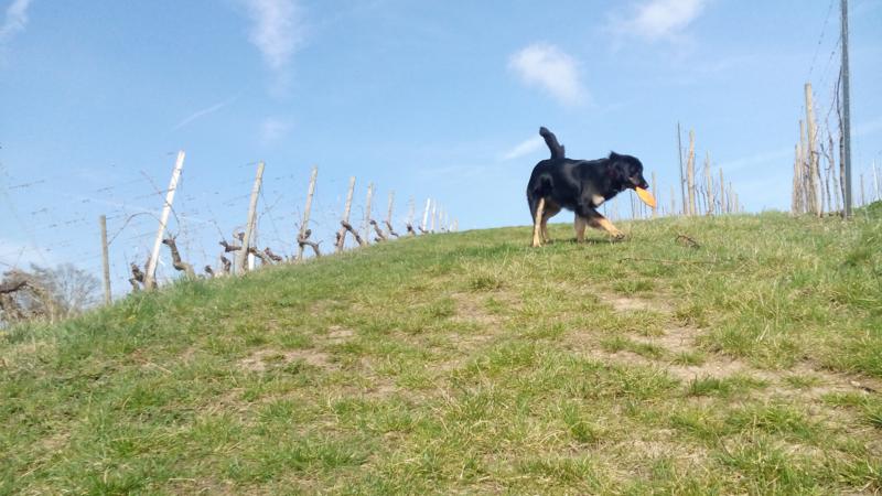 Kloster Vogelsburg – Doxi im Weinberg