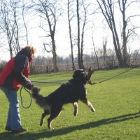 Niederrheiner auf dem Hundeplatz