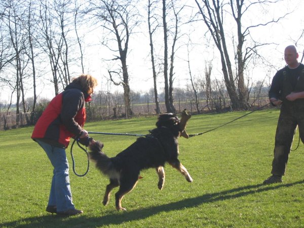 Niederrheiner auf dem Hundeplatz