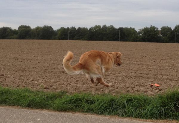 Bellis, das blonde Buschkänguru