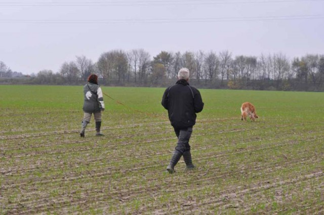 Abschluss der Fährtensaison 2013
