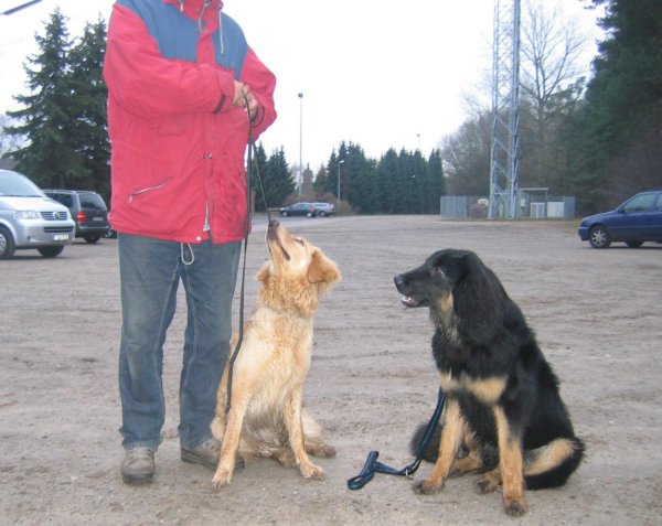 Zu Besuch bei Bexter (Ayko) in Elsmhorn