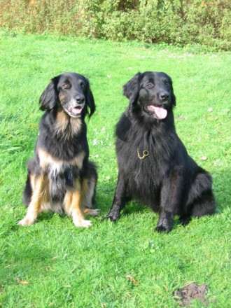 Wiedersehen auf dem Hundeplatz