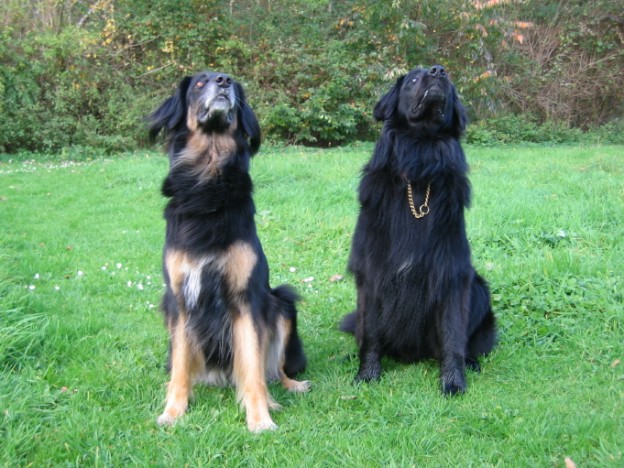 Wiedersehen auf dem Hundeplatz