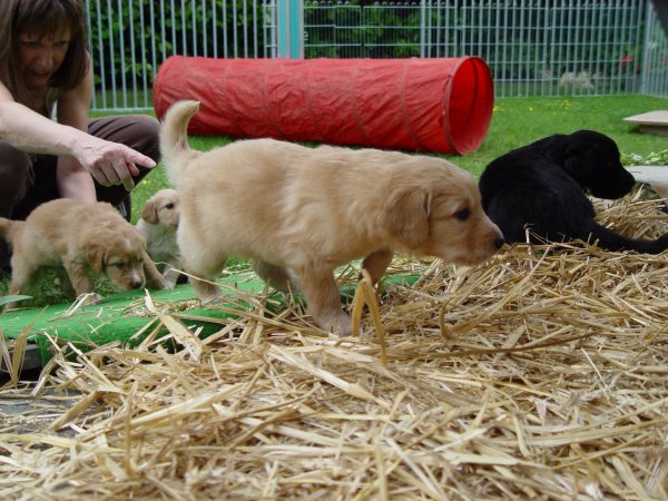 Eroberung des Hundeparadieses