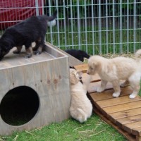 Auf dem Hundespielplatz