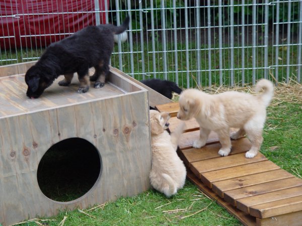 Auf dem Hundespielplatz