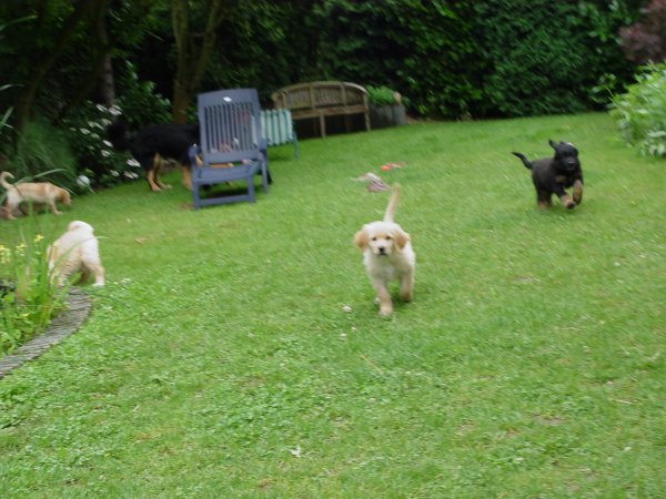 B-Wurf Tag 53: Wildes Gewusel im Garten