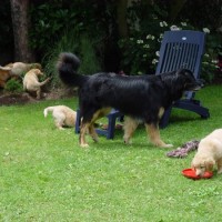 Mein Frisbee, dein Frisbee