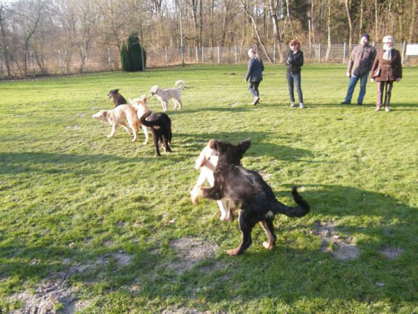 Welpentreffen in Brüggen