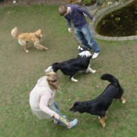 Der große Drei-Hunde-Stresstest