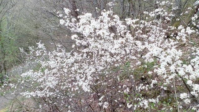 Frühling in der Eifel