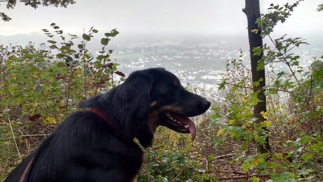 Blick auf Gerolstein im Nebel