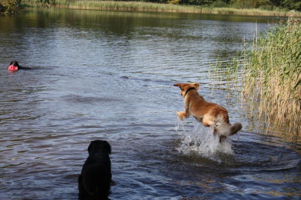 Urlaub mit Bloxi und Bellis an der Müritz