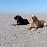 Dylan und Doxi toben am Strand