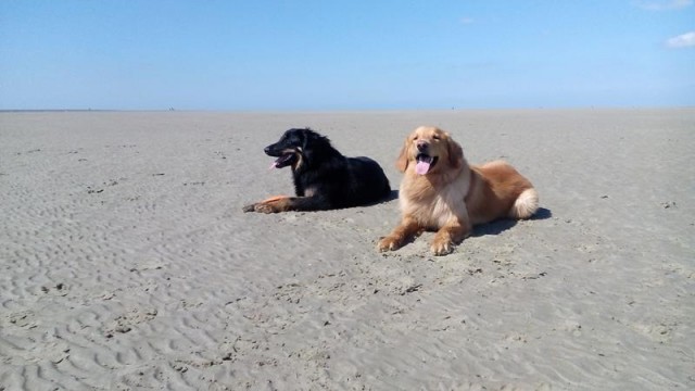 Dylan und Doxi toben am Strand