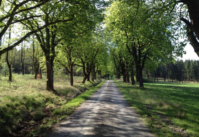 Fahrt durch den Reinhardswald