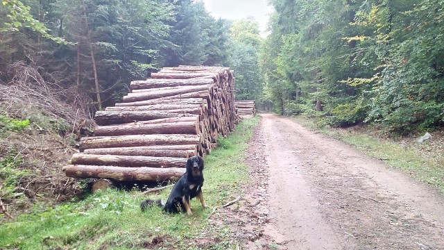 Viel Holzwirtschaft gibt es im Pfälzer Wald