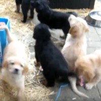 Tag 53: Da kommen sie alle angerannt