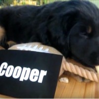 Tag 59: Mini-Cooper
