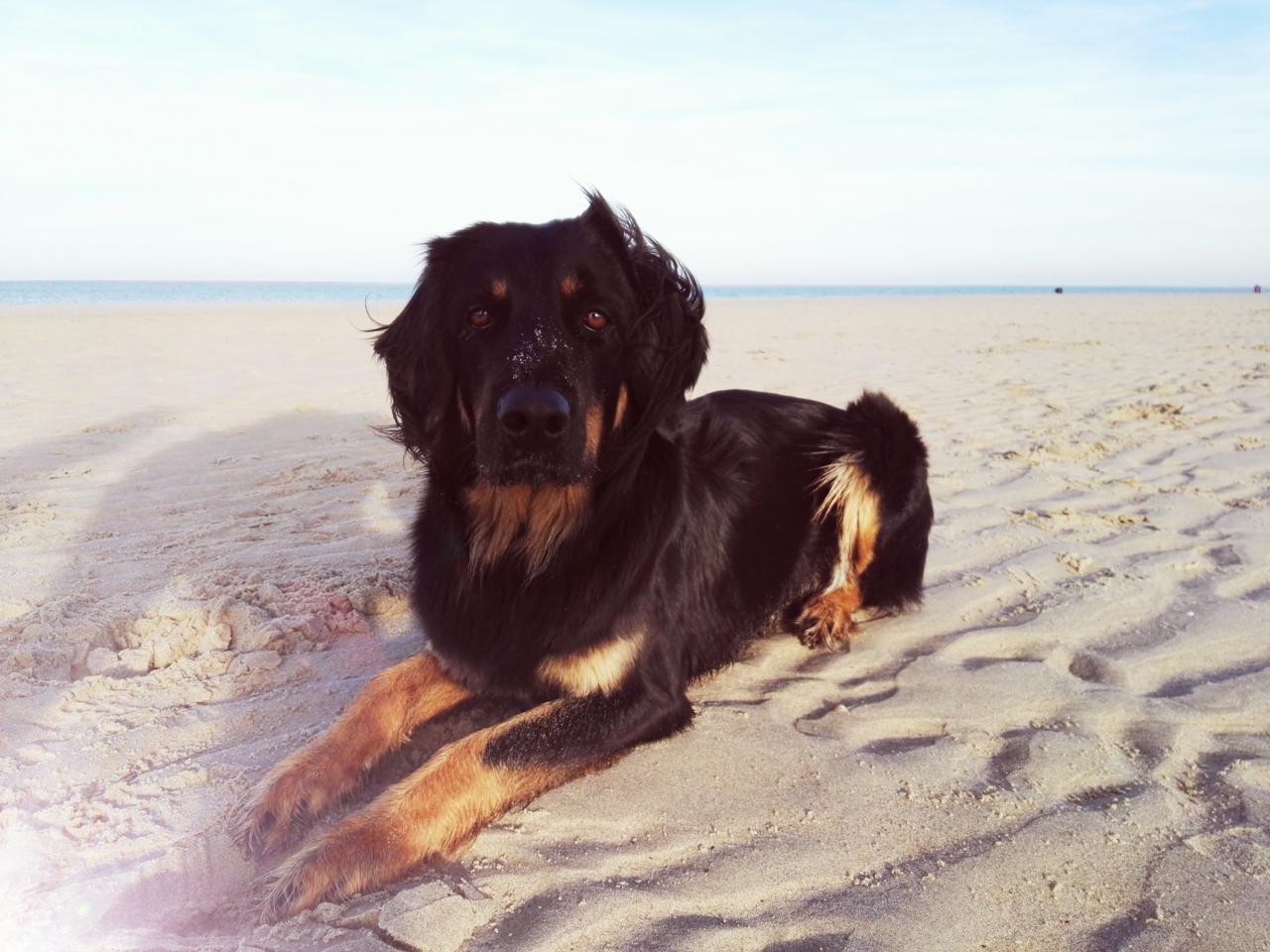 Doxi am Strand von Renesse