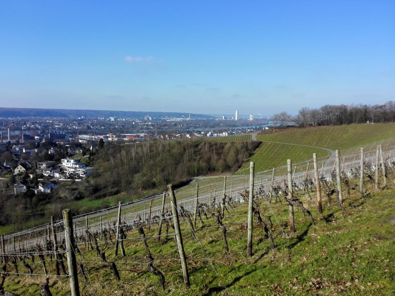 Blick von der nördlichsten Weinbergen Deutschlands auf Bonn
