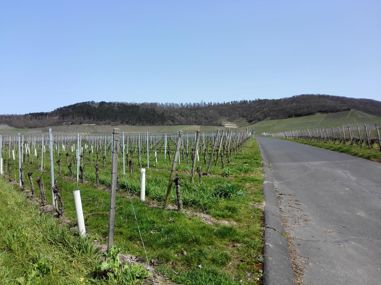 Aufstieg durch die Weinhänge zum Schwanenberg