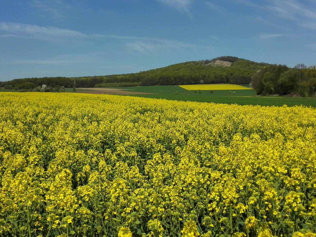 Traumhaft blüht der Frühling