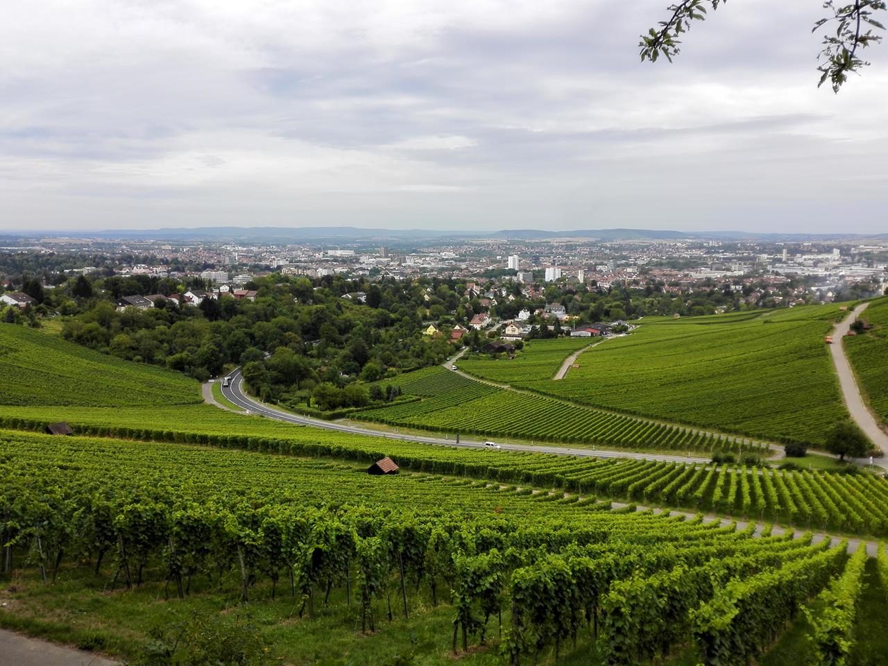 Blick durch die Weinhänge hinunter nach Heilbronn