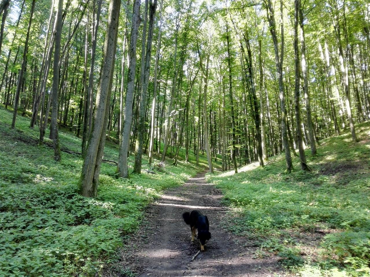 Der Ludwigswald ist ein Mischwald mit großem Fichten- und Buchenbestand