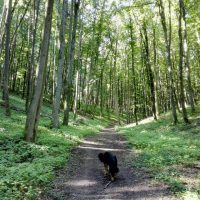 Wanderung durch den Ludwigswald