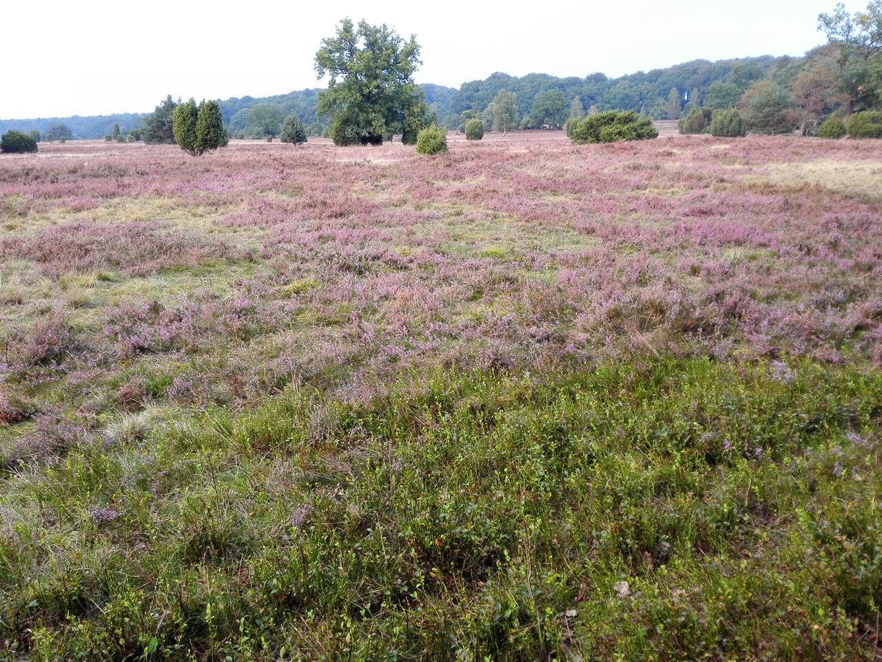 Heidefläche bei Niederhaverbeck