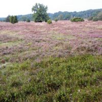 Lila blüht die Heide