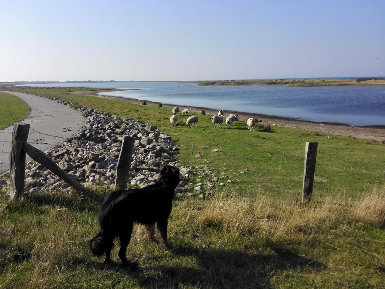 Mit Doxi unterwegs auf dem Diech. Im Hintergrund der nördliche See, dahinter das Meer.