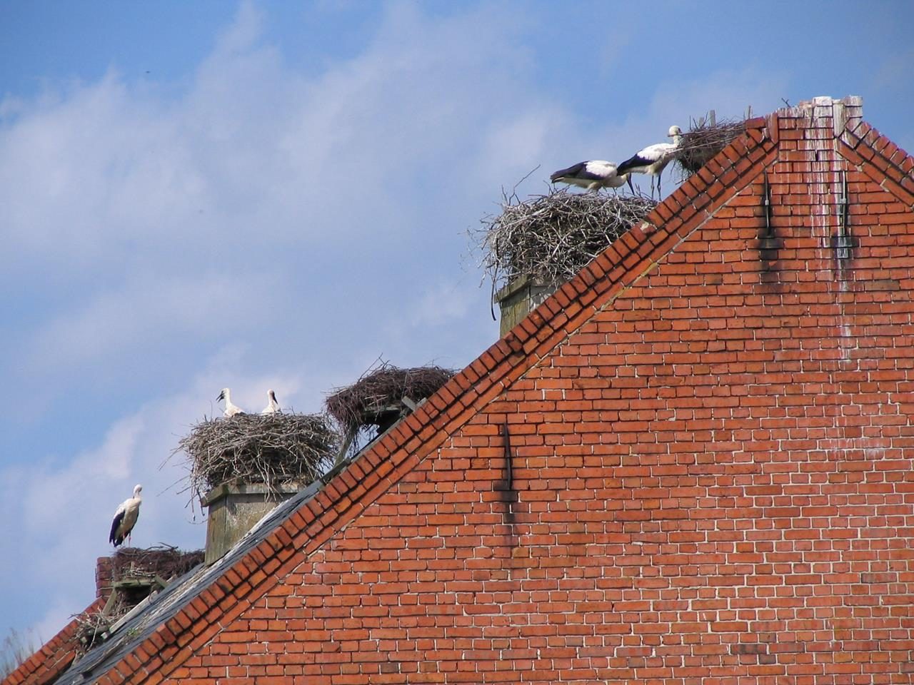 Da waren sie noch da: Die Störche von Rühstadt (Foto Matthias Trautsch)