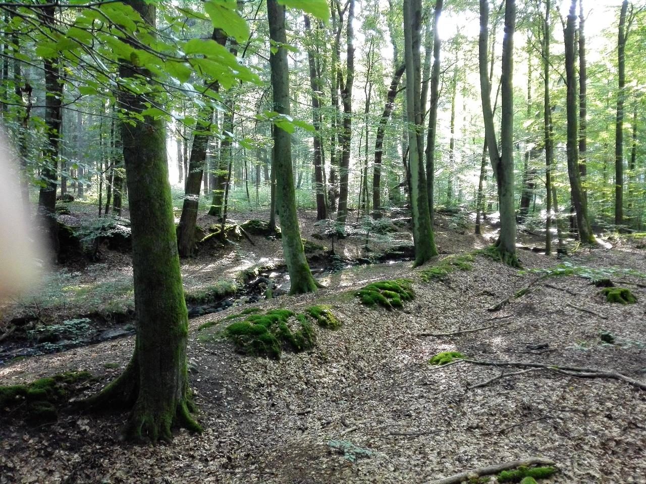 Die Schwarze Aue durchfließt den Sachsenwald