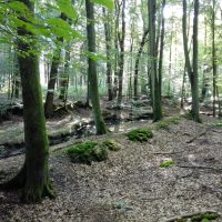 Im Wald des Otto von Bismarck