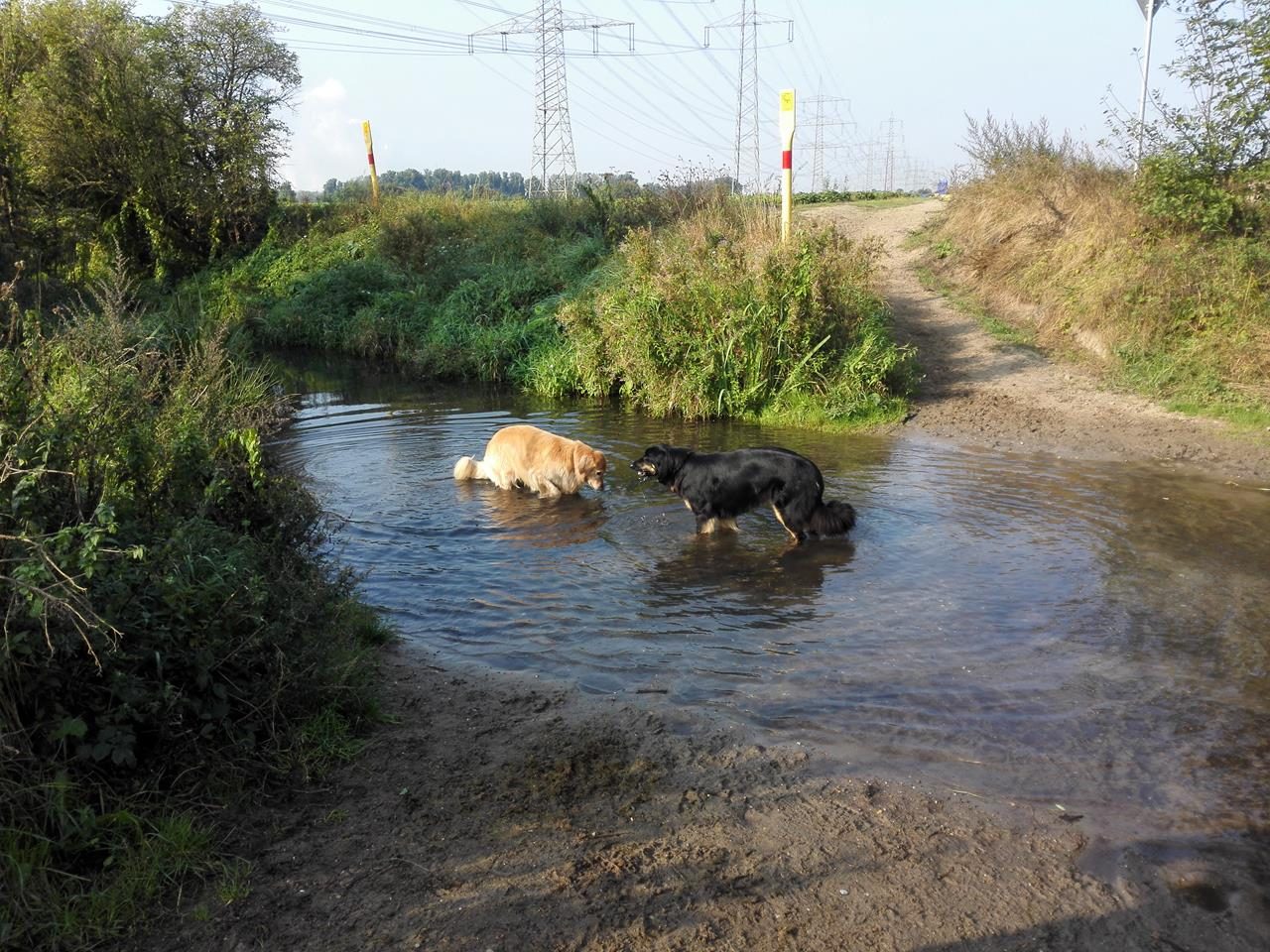 Kurze Trinkpause an einer Furth des XXX-Baches