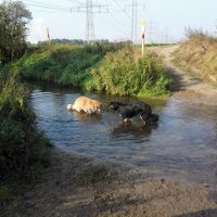 Doxi und Bellis im Mühlenbusch