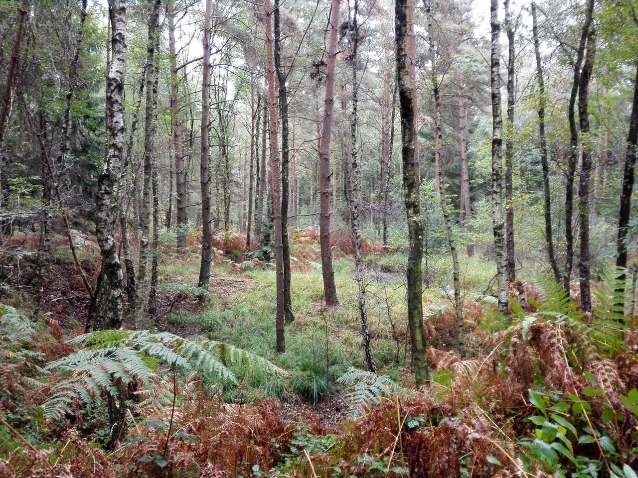 Teils mannshohe Farne überziehen den Waldboden im Wildenrather Forst