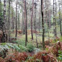 Im Wald bei Wildenrath